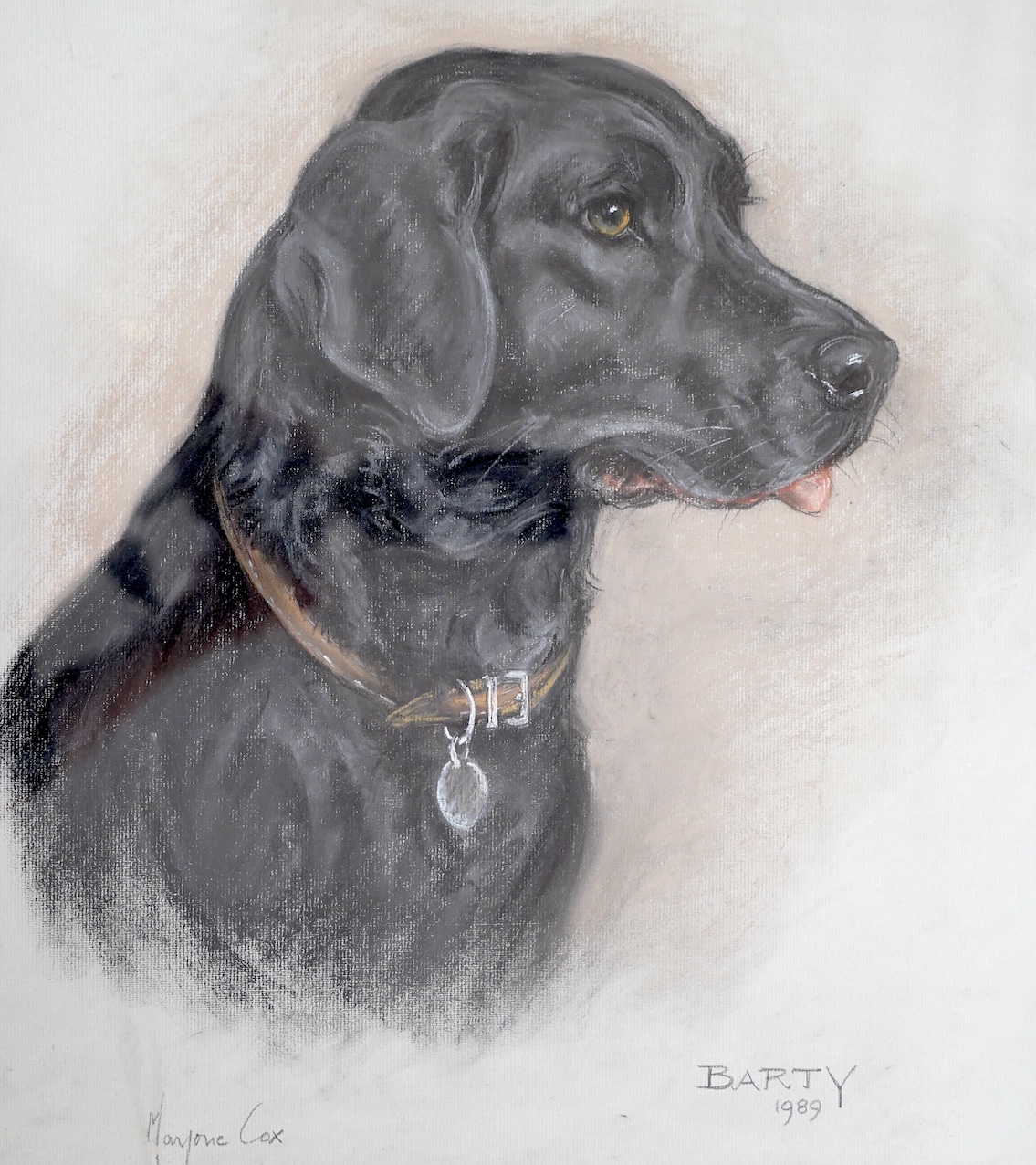 Marjorie Cox (1915-2003), pastel, Study of a Black Labrador, 'Barty', signed and dated 1989, 45 x 39cm. Condition - fair, a little dirty